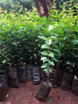 Japonica Fencing Plants - Fast Growing, Drought Resistant - 5