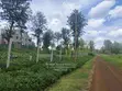 Luxury 1/8 Acre Plots for Sale in Ruiru near Tatu City - 5