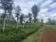 Luxury 1/4 Acre Plots for Sale in Ruiru near Tatu City - 5