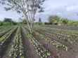 Vipande vya Ardhi vya Makazi vya Eka 1 & 2 kwa Uuzaji, Athi River - 1