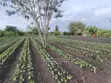 Vipande vya Eneo la Eka 2 kwa Uuzaji Karibu na Sintoiya Lodge - 2