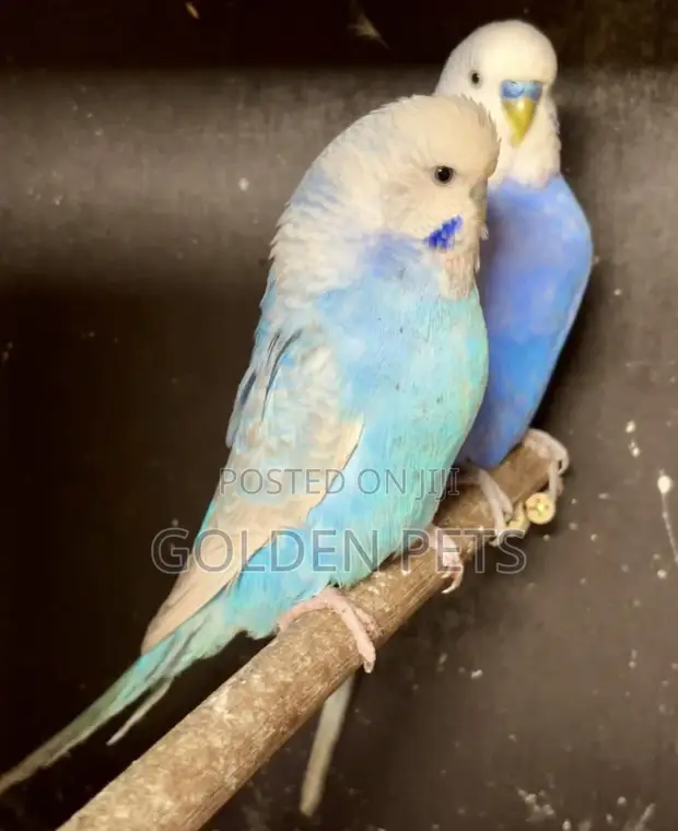 Colorful Healthy Budgies - 1