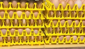 Quality Chicken Eggs