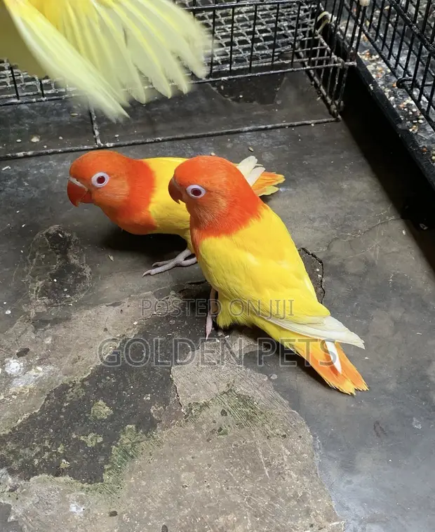Lovebirds Pair - Young Parrots - 1