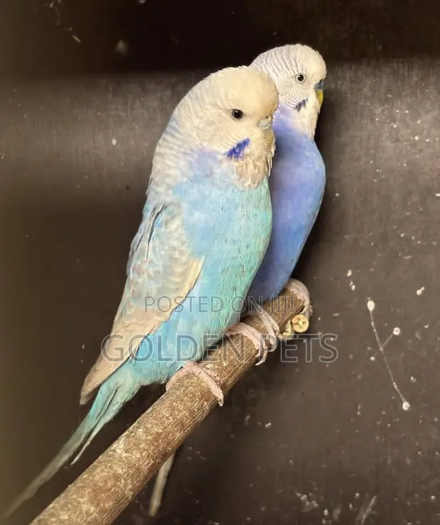 Bonded Budgie Breeding Pair - 1