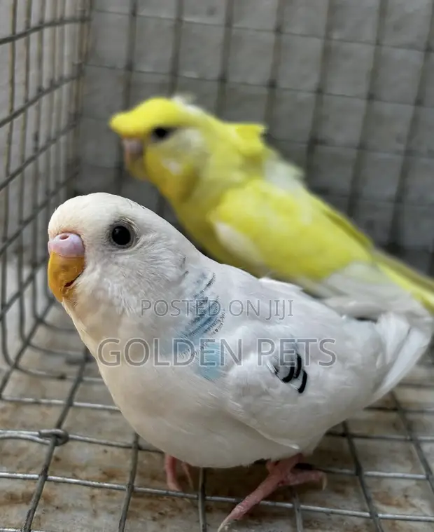 Healthy Budgies Available - 1