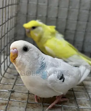 Budgies Wenye Afya Wanapatikana