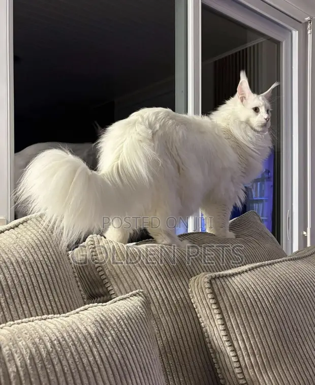 Purebred Maine Coon Cat - 1+ Year Male - 1
