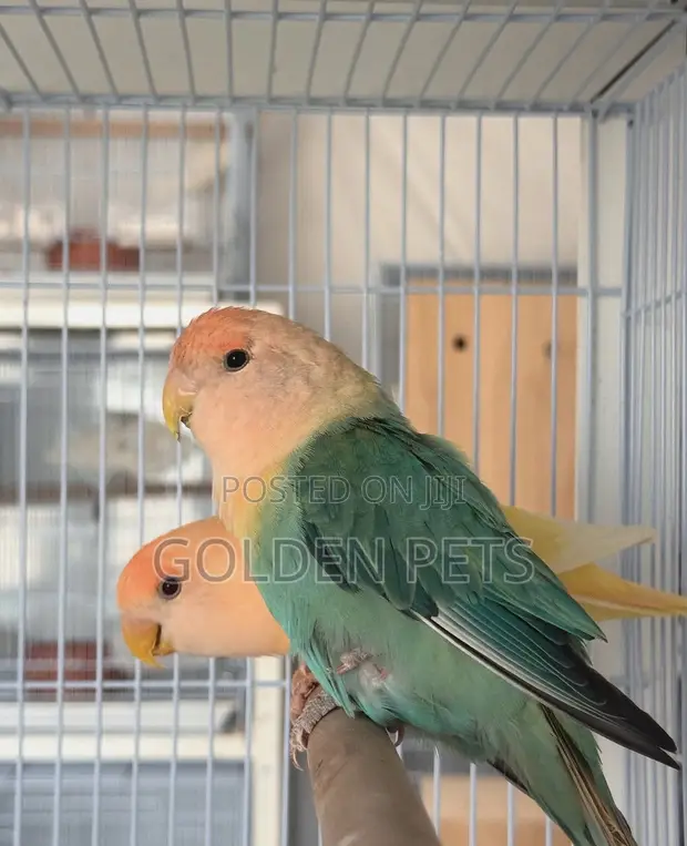 Lovebirds Available - 1