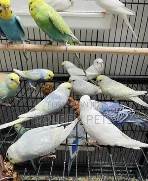 Budgies Zinapatikana