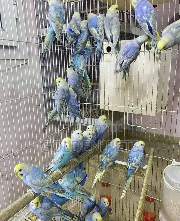 Colorful Budgies - 1