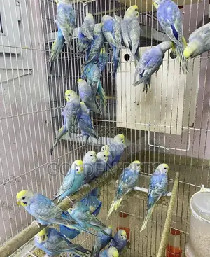 Budgies Zenye Rangi
