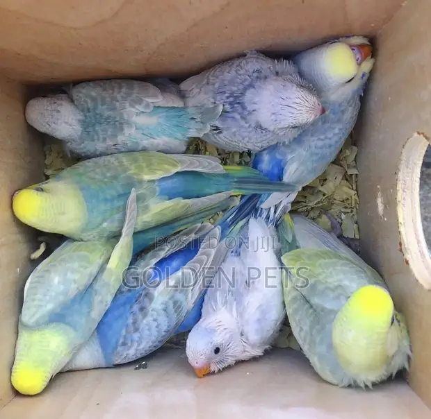 Colorful Healthy Budgies - 1