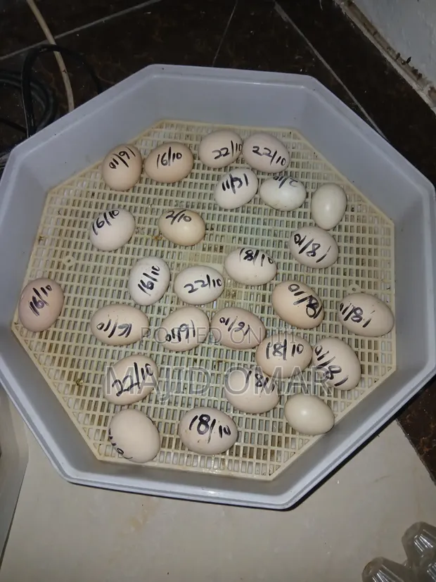 Brahma Fertilized Eggs - 1