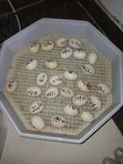 Brahma Fertilized Eggs - 1