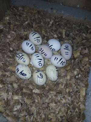 Brahma Fertilized Eggs