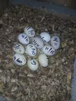 Brahma Fertilized Eggs - 2