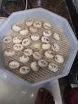 Brahma Fertilized Eggs - 3