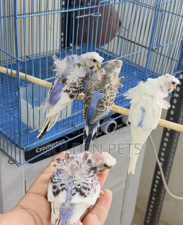 Budgies za Maua Zinapatikana - 1