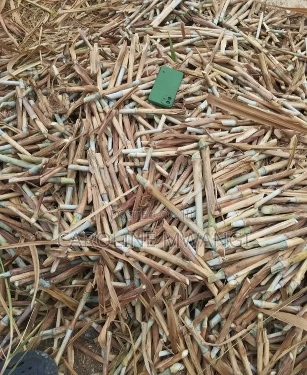 Pakchong (Super Napier) Fodder Grass - 1