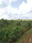 Ardhi kwa Mauzo - Nebo Garden Phase 2, Kimuka Ngong - 4