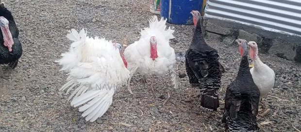 White Holland Turkeys (3 Males) - 1