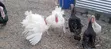 White Holland Turkeys (3 Males) - 1