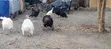 White Holland Turkeys (3 Males) - 2