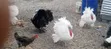 White Holland Turkeys (3 Males) - 3