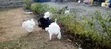 White Holland Turkeys (3 Males) - 4