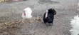 White Holland Turkeys (3 Males) - 5