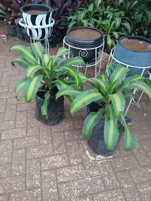 Dracaena Fragrans Plant (Corn Plant)
