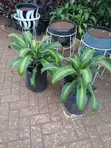 Mmea wa Dracaena Fragrans (Corn Plant) - 1
