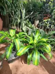 Mmea wa Dracaena Fragrans (Corn Plant) - 2