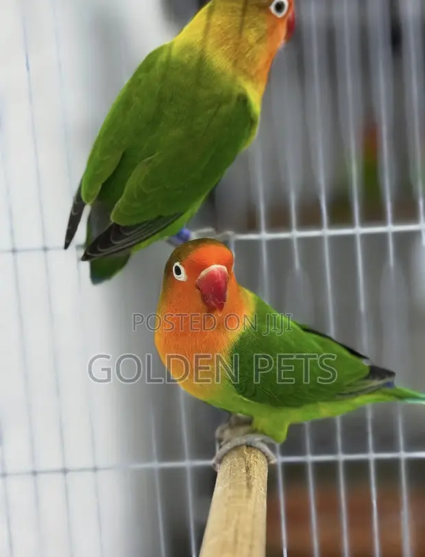 Lovebirds - Young Male Parrot - 1