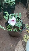 Jasmine Pandorea Plant (Bower Vine) - 1