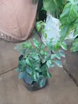 Jasmine Pandorea Plant (Bower Vine) - 2