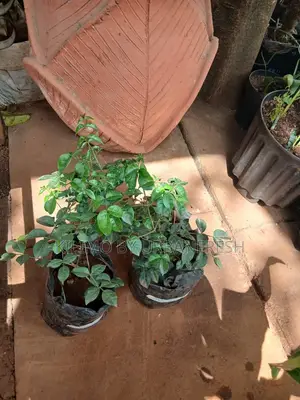 Jasmine Pandorea Plant (Bower Vine)