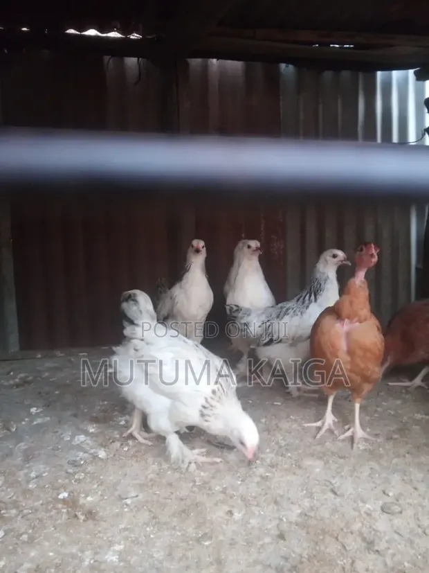 Brahma Chickens, Kangas, Turkeys, Pekin Bantams - Ornamental Birds - 1