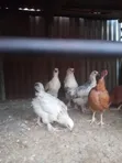 Kuku wa Brahma, Kangas, Kware, Pekin Bantams - Ndege za Mapambo - 1
