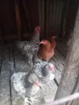 Kuku wa Brahma, Kangas, Kware, Pekin Bantams - Ndege za Mapambo - 2