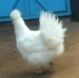 Kuku wa Brahma, Kangas, Kware, Pekin Bantams - Ndege za Mapambo - 3
