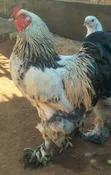 Kuku wa Brahma, Kangas, Kware, Pekin Bantams - Ndege za Mapambo - 4