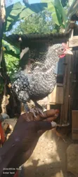 Kuku wa Brahma, Kangas, Kware, Pekin Bantams - Ndege za Mapambo - 5