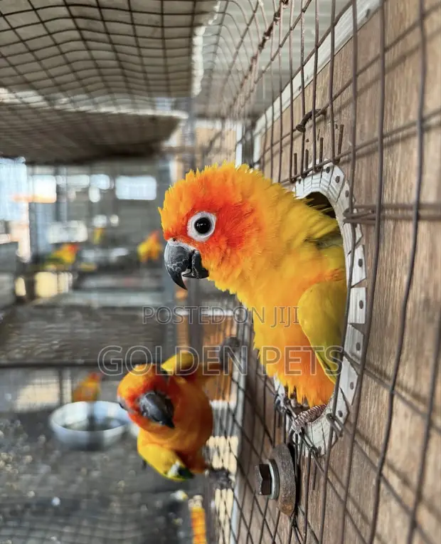 Sun Conure Parrot - Young Male - 1