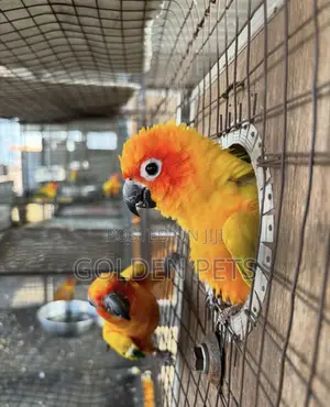 Sun Conure Parrot - Kijana Jike