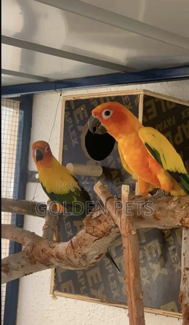 Sun Conure Parrot - 1