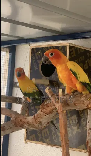 Sun Conure Parrot