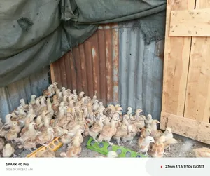3 Weeks Old Improved Kienyeji Chicks
