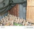 3 Weeks Old Improved Kienyeji Chicks - 1